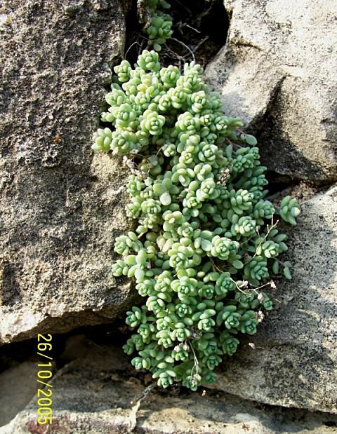 Sedum dasyphyllum / Borracina cinerea